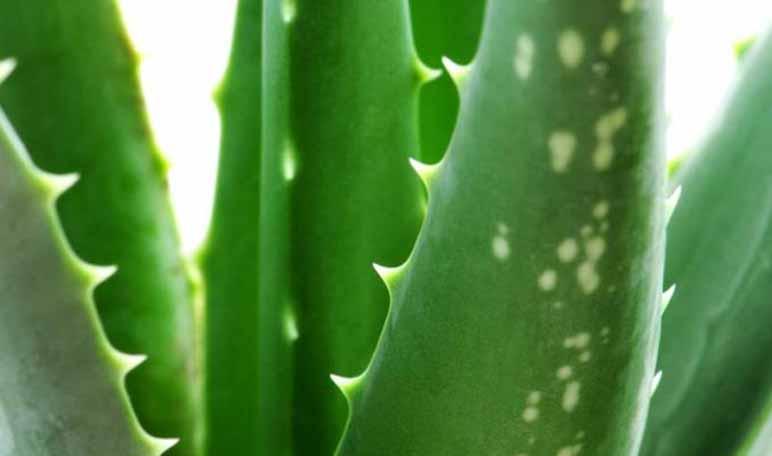 Cómo eliminar cicatrices con remedios caseros - Trucos de belleza caseros