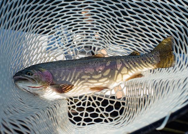 stock photo, fish, rainbow-trout, cutthroat-trout, netted-fish