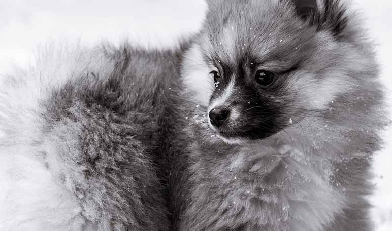 ¿Son seguras todas las frutas para tu perro?