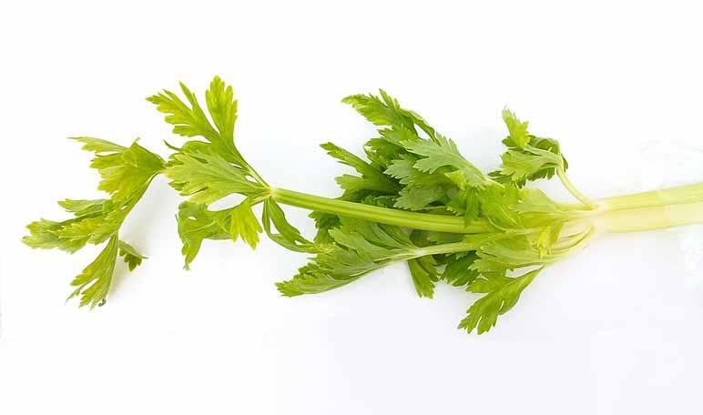 Cómo eliminar las bolsas de los ojos con apio - Trucos de belleza caseros