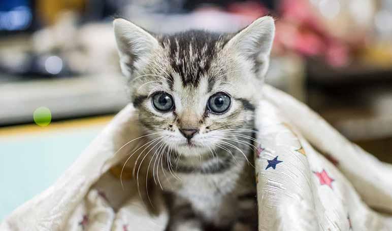 7 beneficios de tener un gato en casa