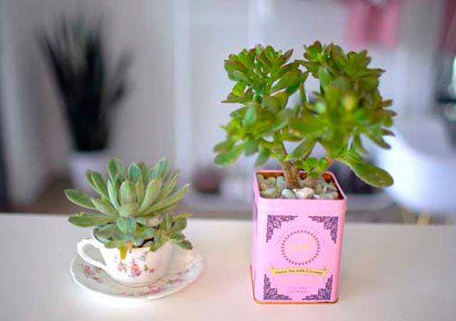 plantas pequeñas para mesa de oficina original
