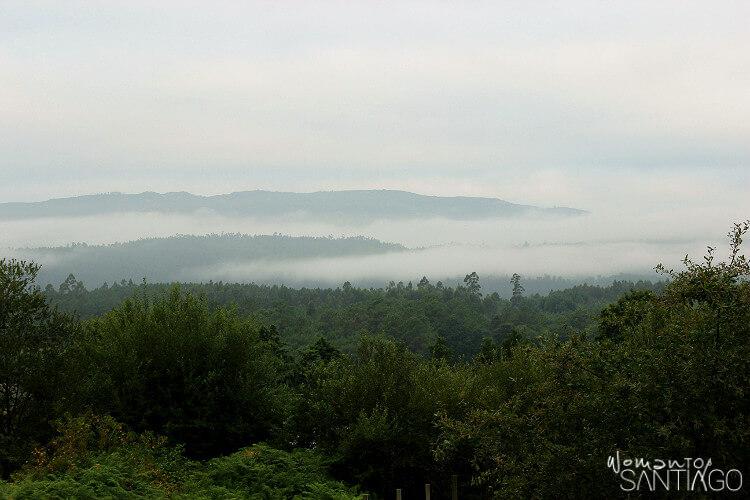 Bosque frondoso entre Padrón y Santiago de Compostela