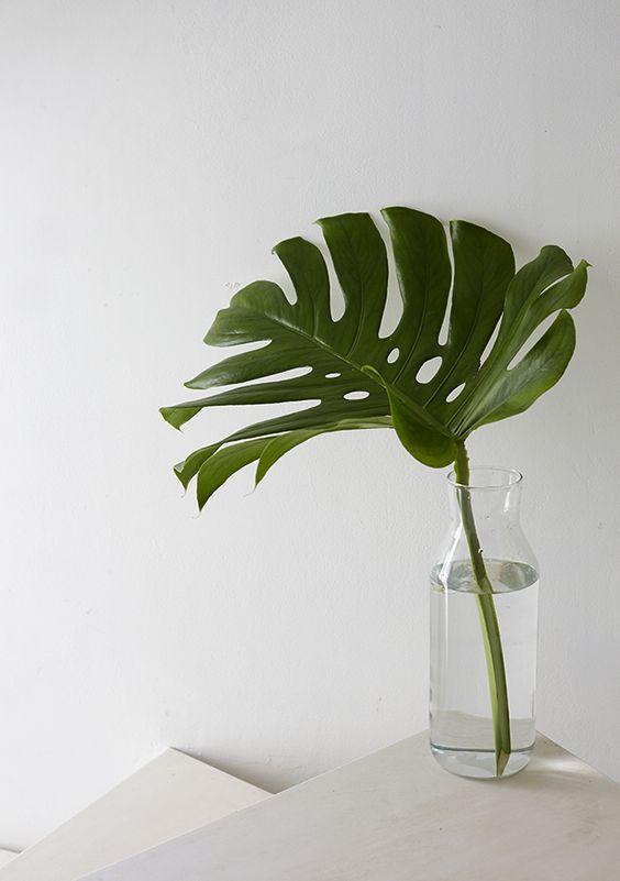 decoración nórdica con mosnteras