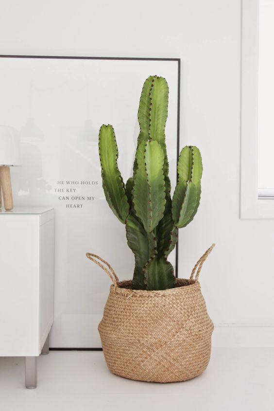 decoración nórdica cactus