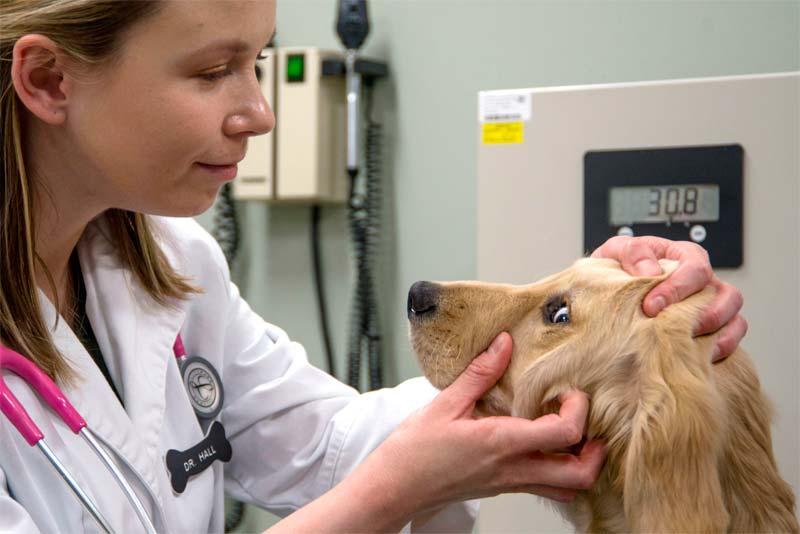 viaje mascota veterinario