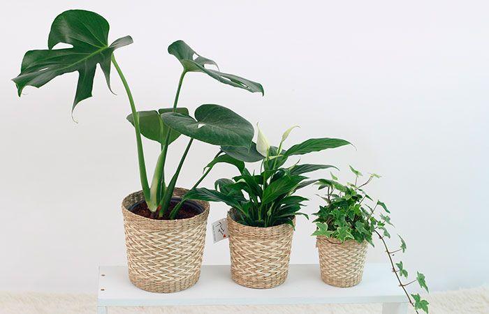 regalos-dia-de-la-madre,-plantas-Costillas-de-Adán,-Spathiphyllum,-Dracaena,-plantas-con-macetas