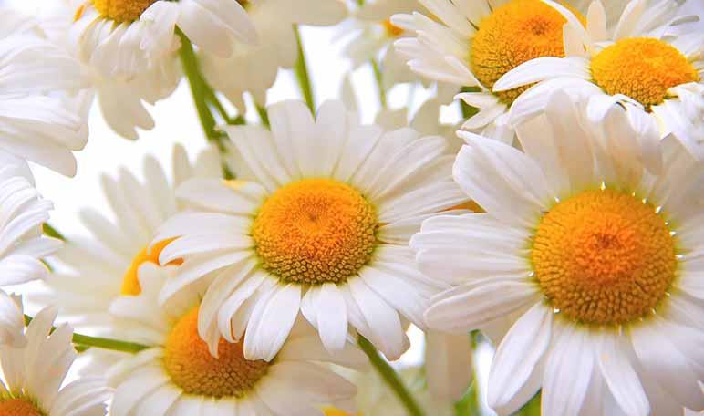 Remedios caseros para la diarrea - Trucos de salud caseros