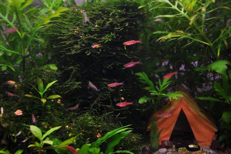 Boraras Brigittae en acuario