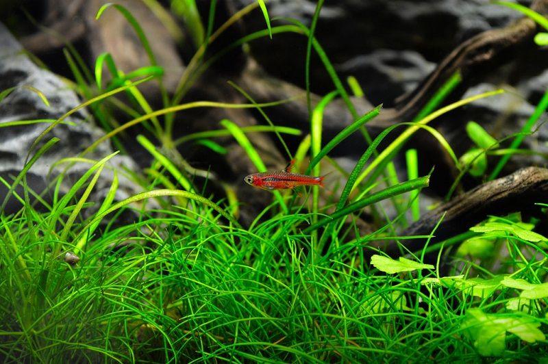 Boraras Brigittae fondo de acuario