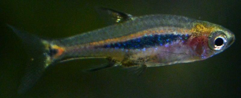 Boraras Brigittae galería