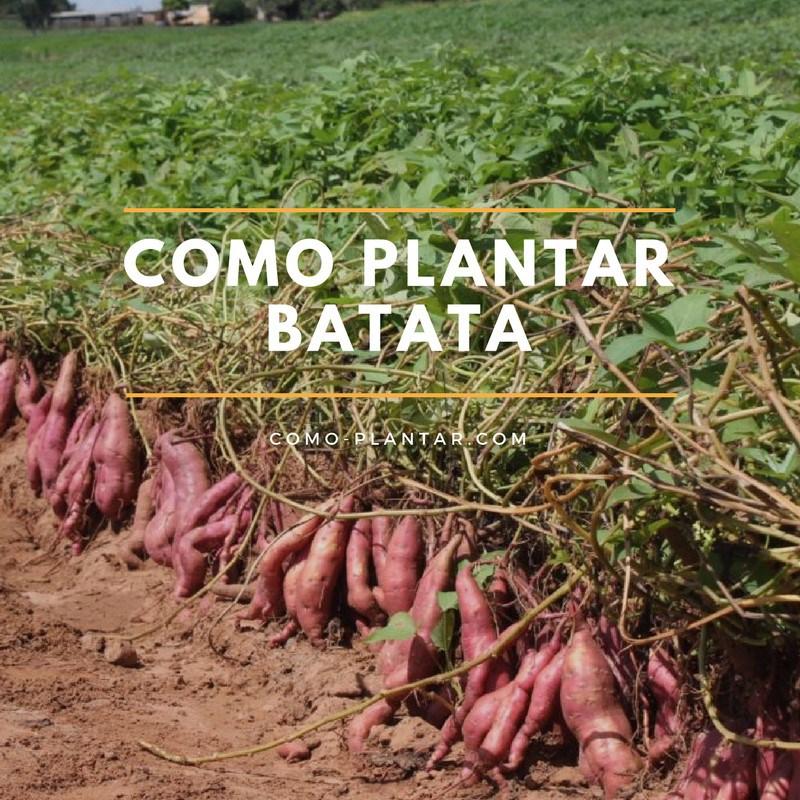 Cómo cultivar camotes en tu jardín paso a paso Plantas