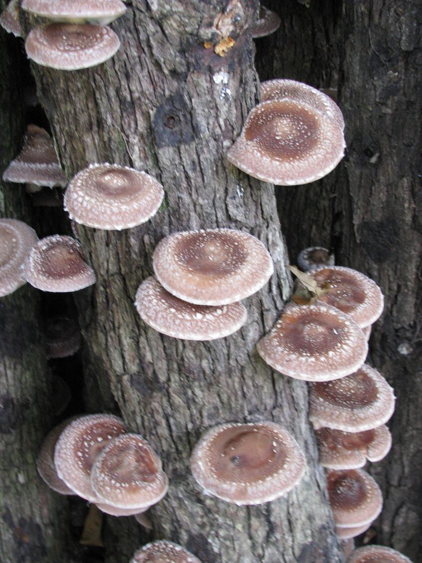 SHIITAKE4