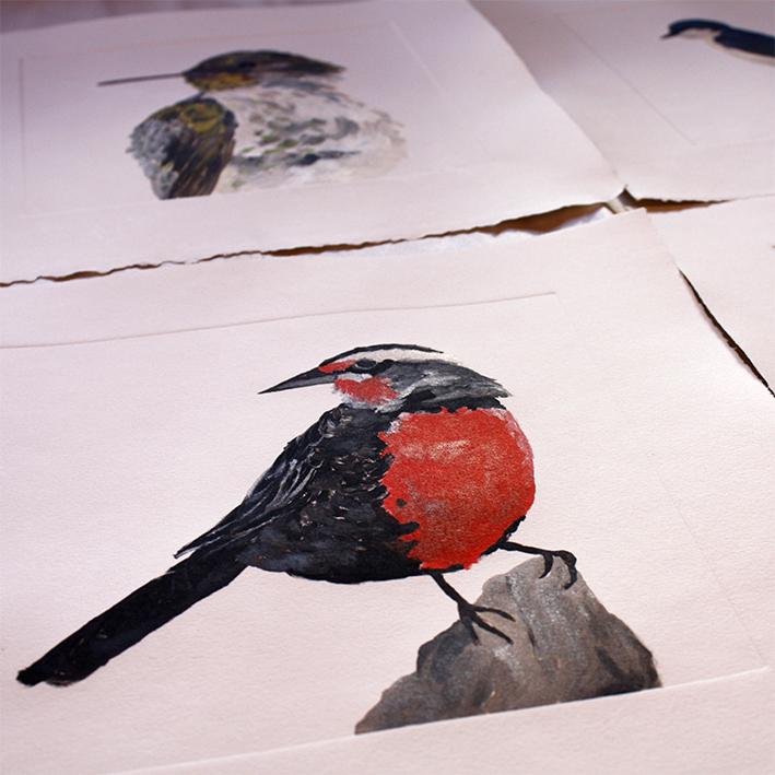 DIBUJO - GRABADO - la loica-tierracolor