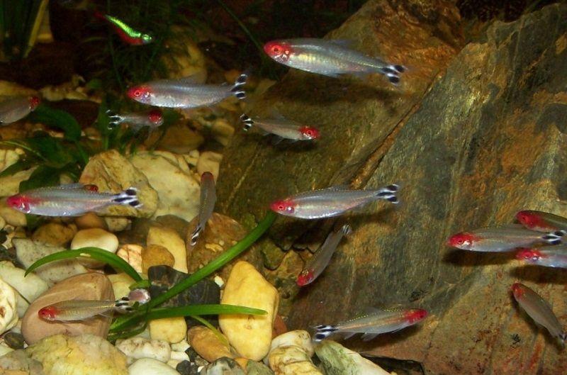 pez borrachito, Hemigrammus rhodostomus, grupo