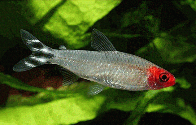 pez borrachito, Hemigrammus rhodostomus