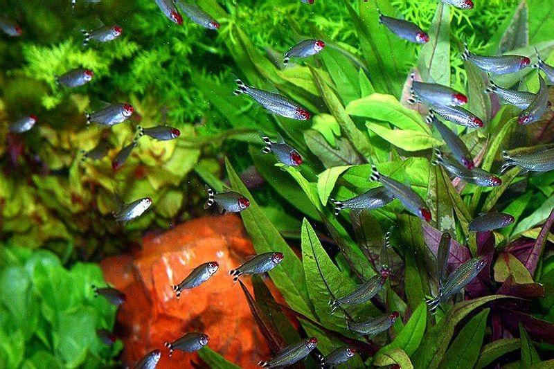 pez borrachito, Hemigrammus rhodostomus, acuario