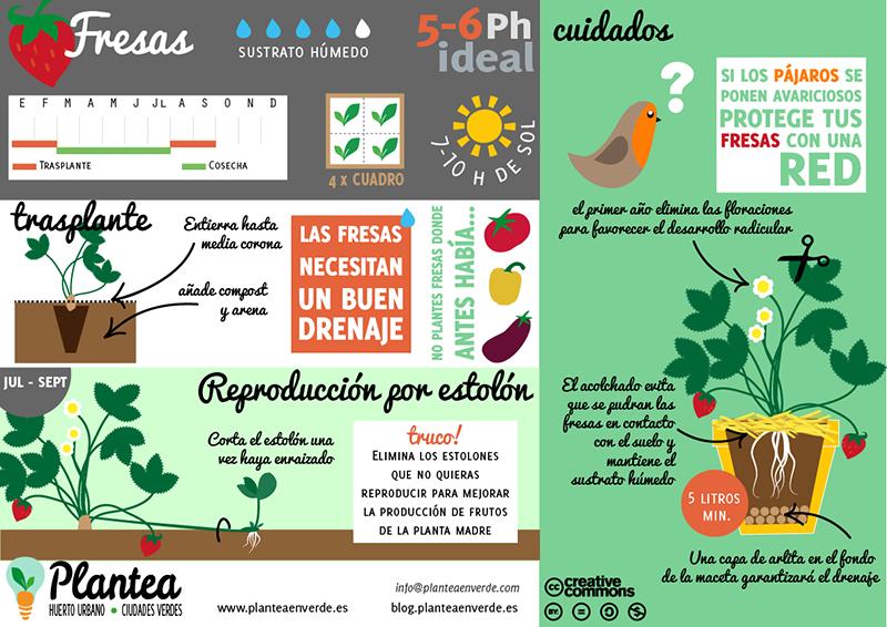 Resultado de imagen para Cómo cultivar fresas En Tu Propio Hogar
