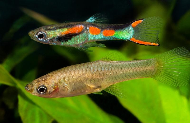 guppy endler, poeclia wingei