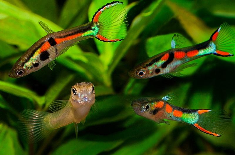 poecilia wingei, guppy endler en acuario