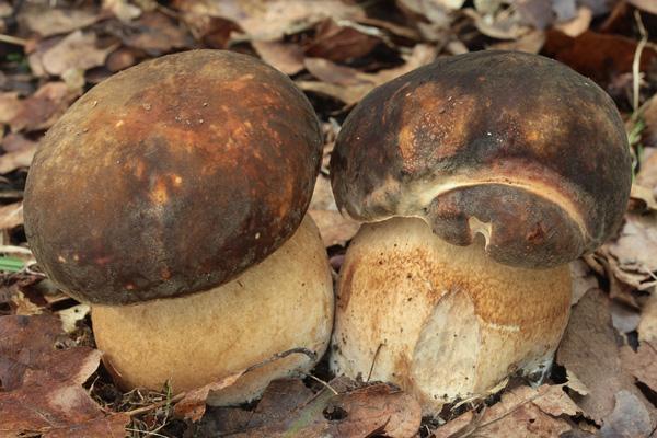 boletus-aereus-2