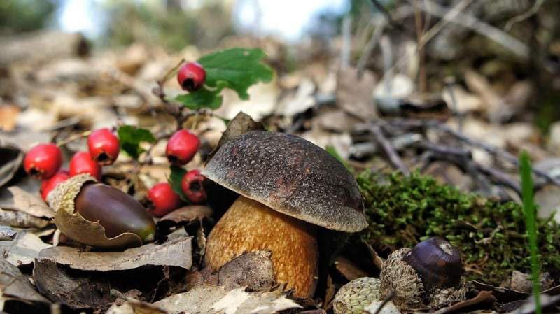 boletus-aereus6