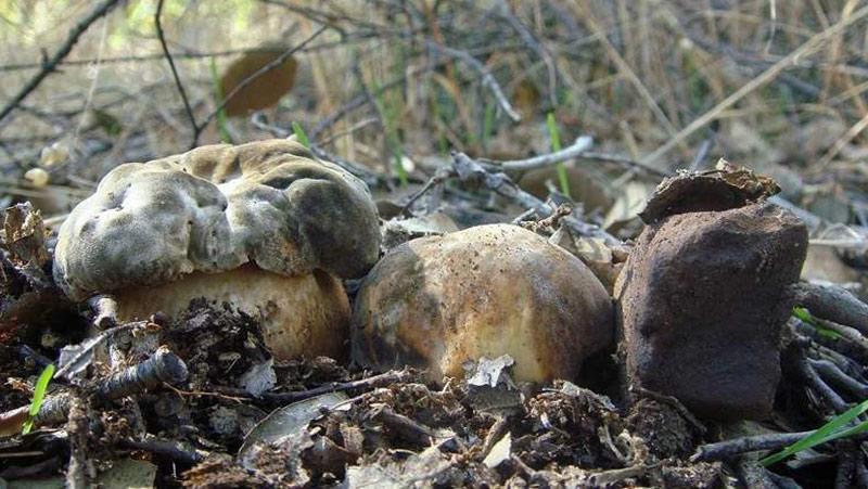 boletus-aereus7