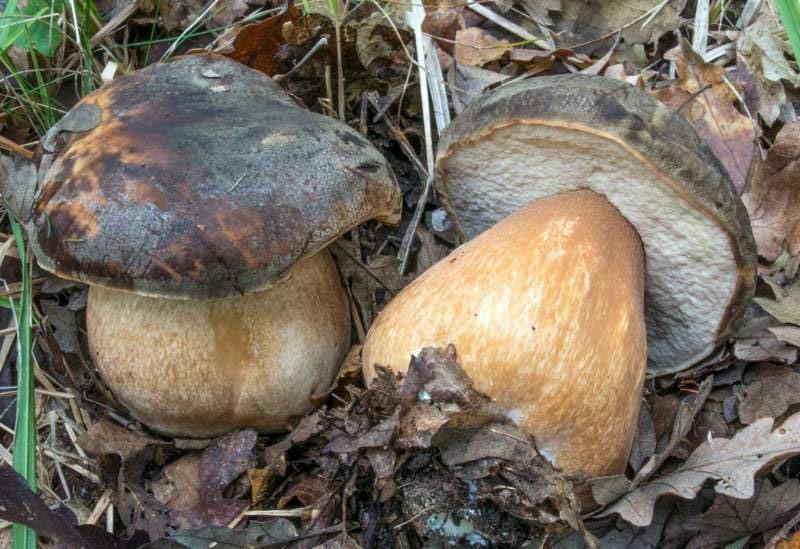 boletus-aereus8