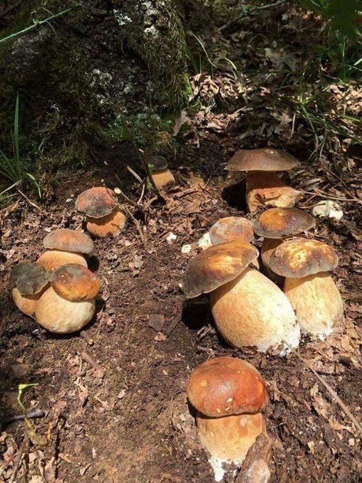 boletus-aereus9