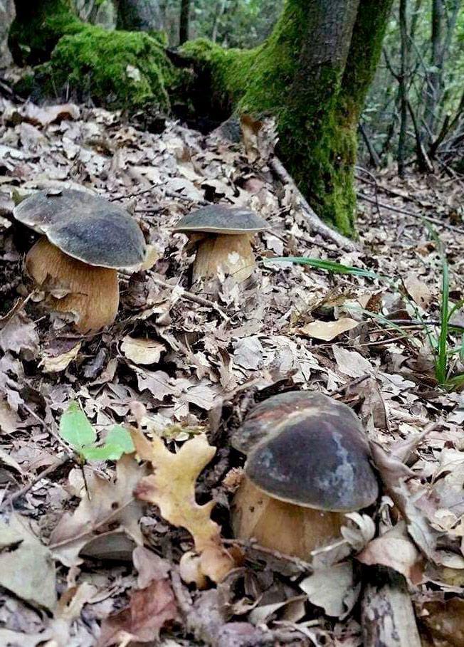 boletus-aereus10