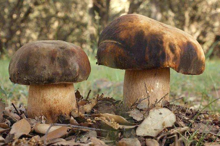 boletus-aereus11