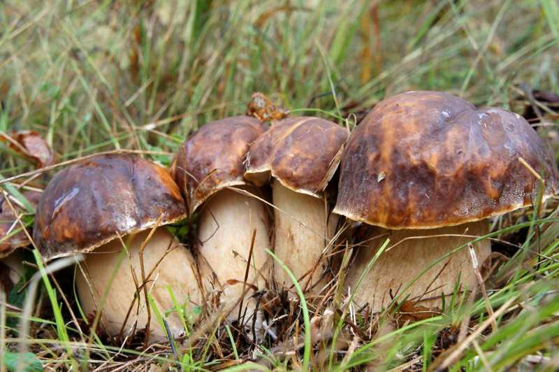 boletus-aereus12