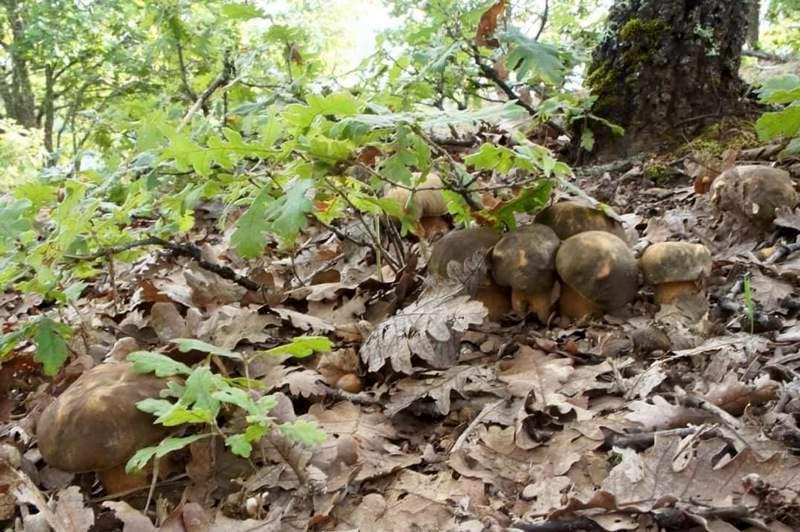 boletus-aereus13