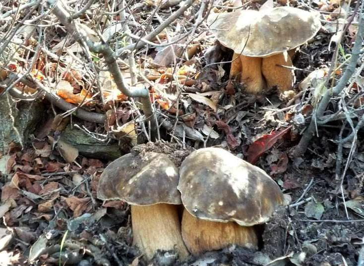 boletus-aereus14