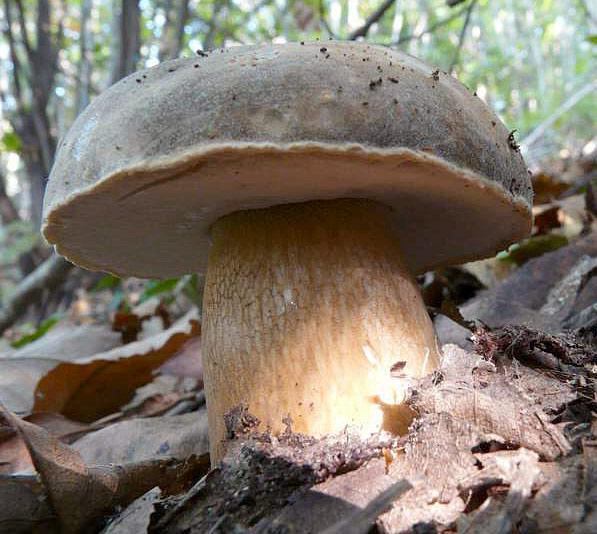 boletus-aereus15