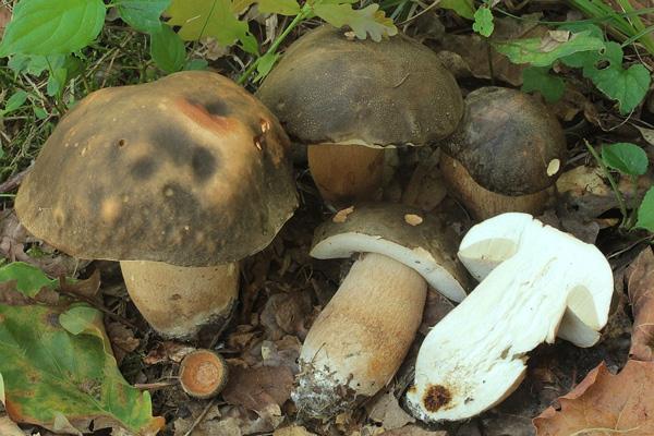 boletus-aereus-1
