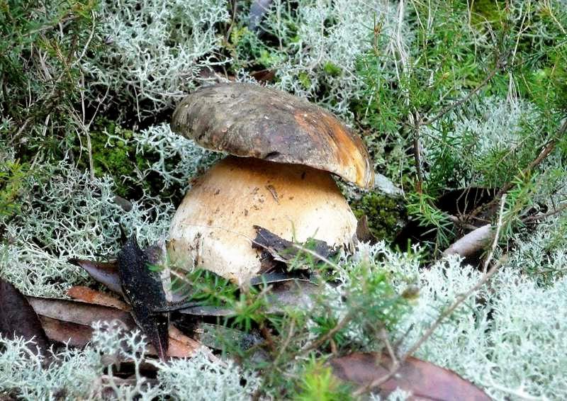 boletus-aereus16