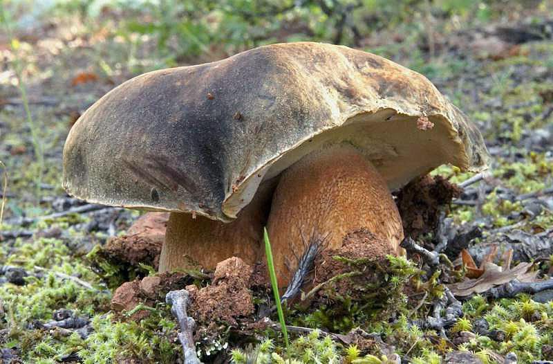 boletus-aereus18