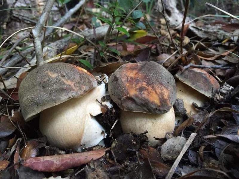 boletus-aereus19