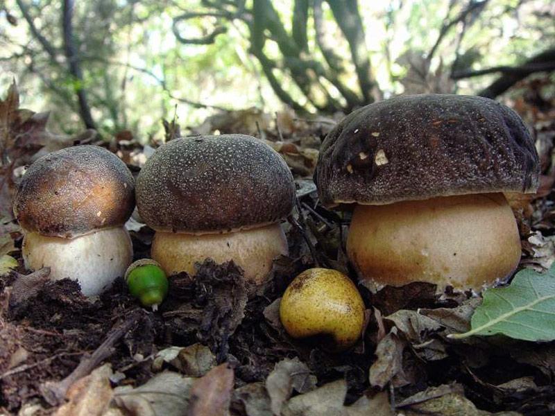 boletus-aereus20