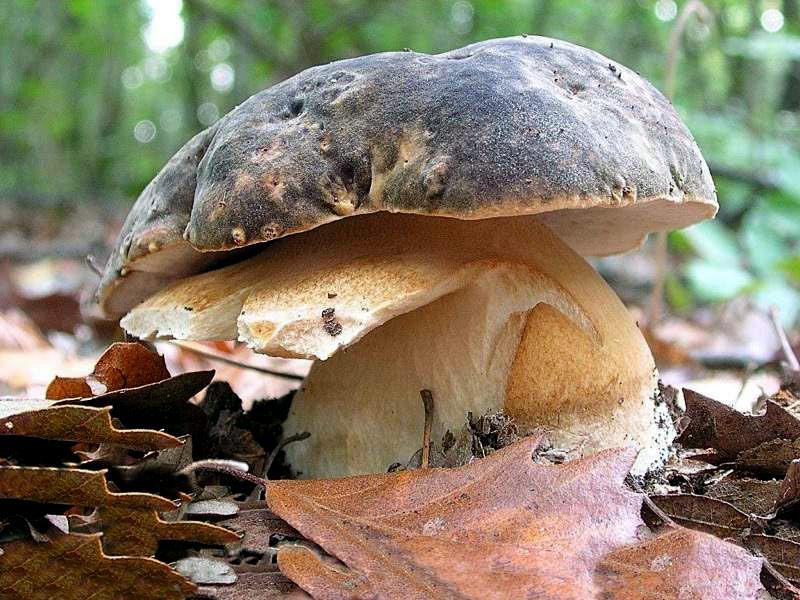 boletus-aereus21