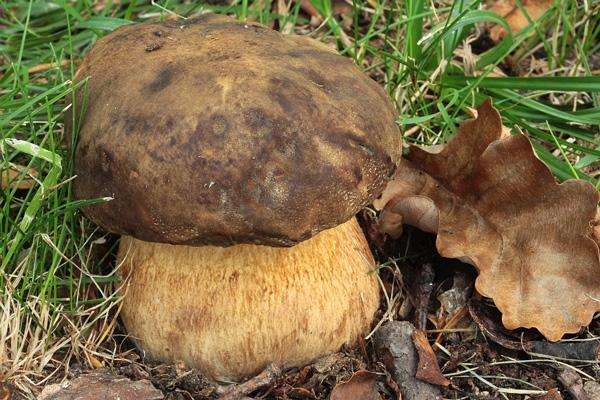 boletus-aereus-3