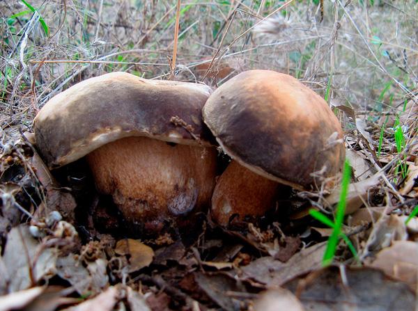 boletus-aereus-4