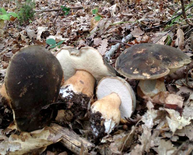 boletus-aereus1