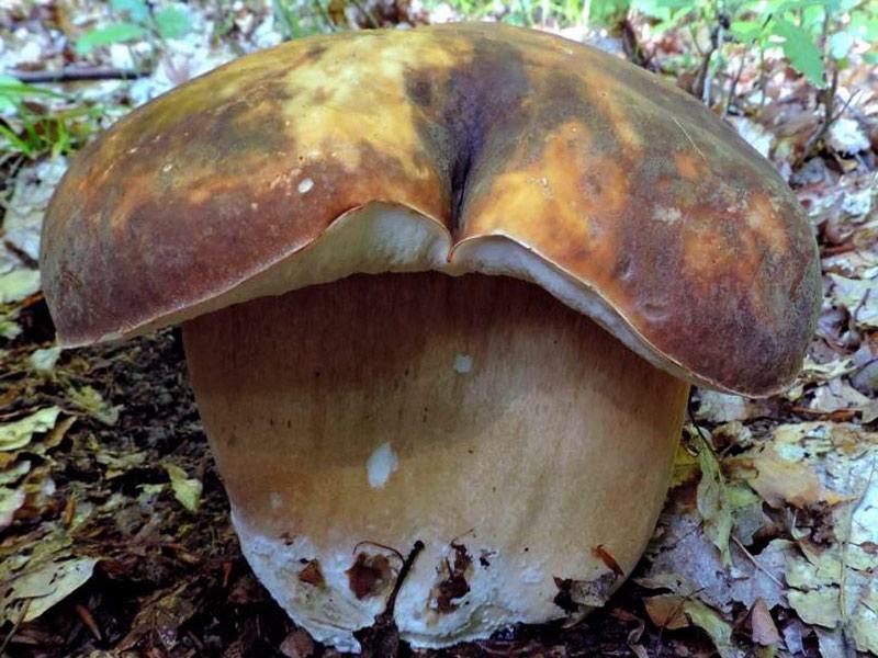boletus-aereus2