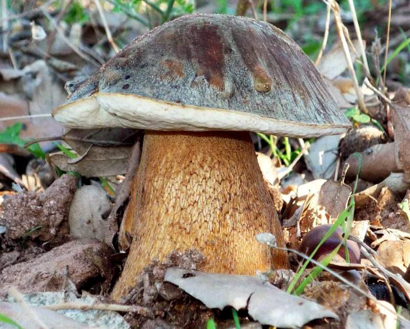 boletus-aereus3