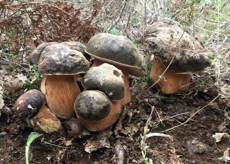 boletus-aereus4
