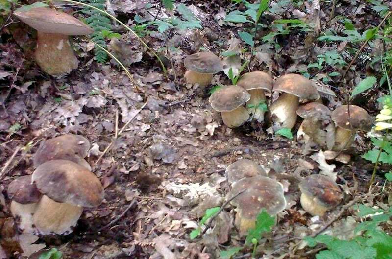 boletus-aereus5