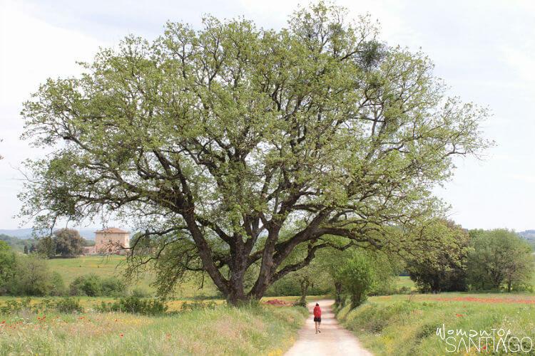 árbol frondoso con peregrino caminando