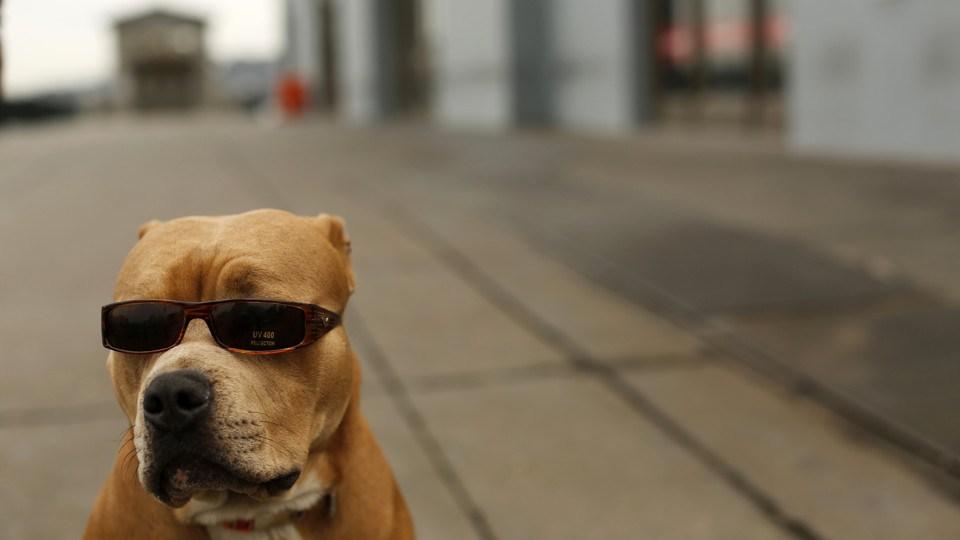Pitbull con gafas de sol